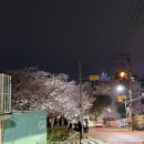 개금길요양병원 | 부산 개금 벚꽃길 위치 및 4월 3일 개화상황 실시간후기! ft. 가는방법 주차