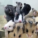 달펫 소동물샵 이미지