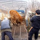 송아지집 이미지