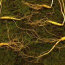 대해코리아 이미지