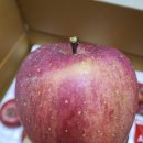 태송농장 | 경남, 경북 사과 생산자 직거래장터