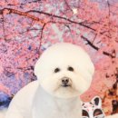 메종VIP203 이미지