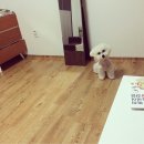 뽀숑폰 이미지