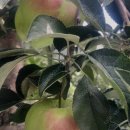 능금농장 이미지