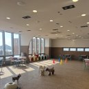 멈무아 | 부산 애견카페 다대포 실내애견카페 강추 | 멈무아