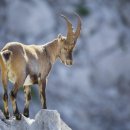 염소자리 이미지