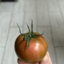 푸룻라이프