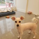 애견미용실 이미지