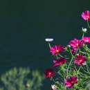 곰배령 길목에서 이미지