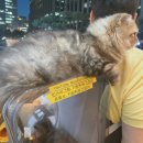 가방위에 고양이 이미지