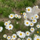 이디야(양주고읍중앙점) 이미지