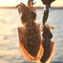 안면도바다사랑낚시 이미지