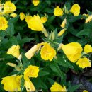 접시꽃민박 이미지