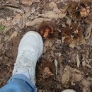 일석농장 | 공주 가볼만한곳 농촌 봉사활동 알밤 줍기 체험 후기