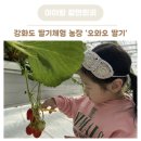 오시롬 농장 | 강화도 딸기체험 농장 오와오딸기 아이랑 갈만한곳