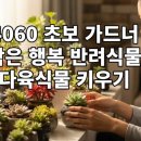 초보 가드너를 위한 여름 식물 인테리어 | 4060 초보 가드너의 작은 행복, 반려식물 다육식물 키우기
