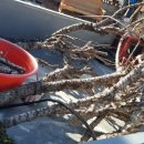 엉게나무 이미지