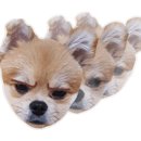 제주애견학교 이미지