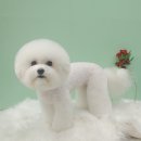 퍼피앤유 이미지