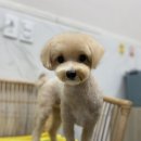 여수죽림동물병원 애견미용실 이미지