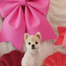 아름다울개 이미지