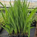 춘식농장 이미지