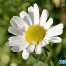 패브릭 아트(천아트) 이미지