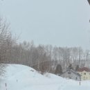 아지뜰 | 겨울 눈이 오던 2월 비에이 투어 후기