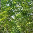 관악산 무장애숲길 이미지