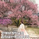 금박PC | 대여 한복남 창덕궁점 프리미엄 한복대여하고 창덕궁무료입장한 후기 창덕궁 벚꽃 홍매화보러다녀왔어요