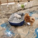 dog's 애견샵 이미지