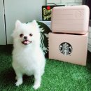 스타벅스경산이마트점 | (스타벅스)서머레디백 핑크 겟 후기 <반야월이마트점>