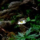 바람꽃뜰 이미지