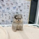 포메라니안분양 작은체구에큰행복리얼후기
