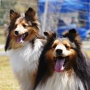 (주)아이유인터내셔널 | 4월 17일 안산KKF챔피언쉽&amp;FCI인터내셔널도그쇼 후기--폭풍스압