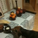 수송반려동물병원 이미지