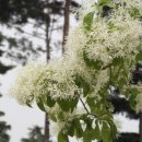 과수원길 이미지