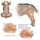 이로운 동물병원 | 강아지 배에 볼록한 혹이 만져진다면? 서혜부(사타구니) 탈장 케이스_24시 이솔동물의료센터