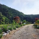 왕피리들꽃하우스 이미지