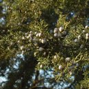 향나무로 이미지