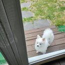 도그밀리 이미지