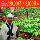 한반도산삼마을