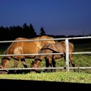 팜팜스테이 이미지