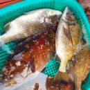 광안어패류시장 이미지