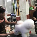 카사노바 에리켄넬 이미지