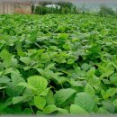 정성농장 이미지