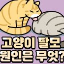 238. 고양이 탈모 원인! 이미지