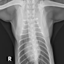 워너비 동물병원 이미지