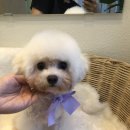 도그 윤 이미지