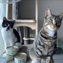 pet54라3873 | 펫팀 - 캣 그라스
